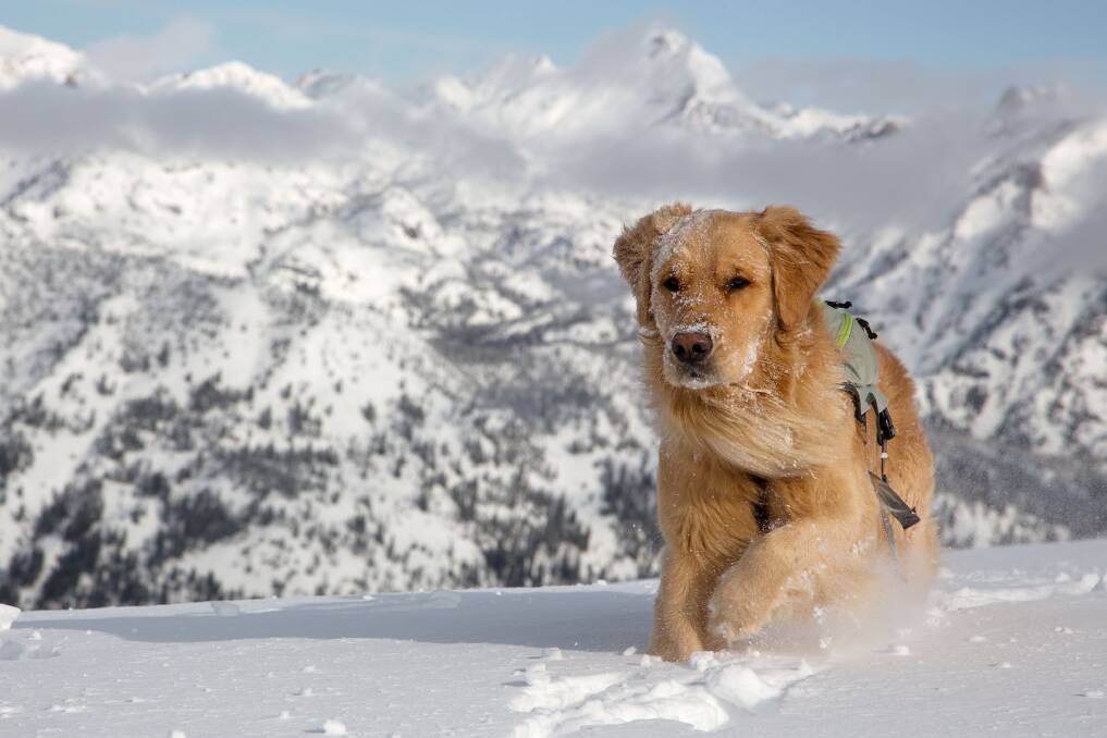 SNOW BUSINESS: After the sellout success of the 2018 Top Dog Film Festival, the cunningly canine filled program of heartwarming dog films is back this winter.