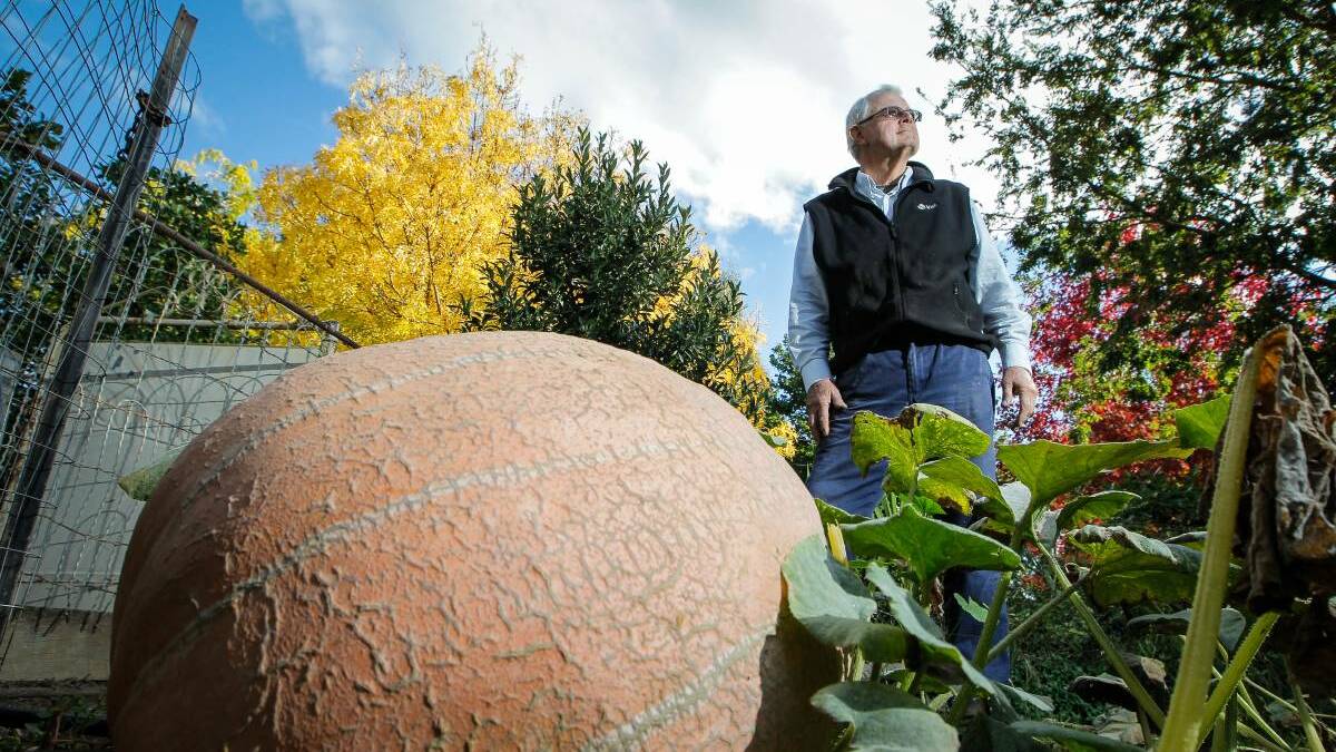 Grower Royce Sample showcases his pumpkin back in 2014 ahead of the Giant Pumpkin Competition and Harvest Festival at Murmungee.