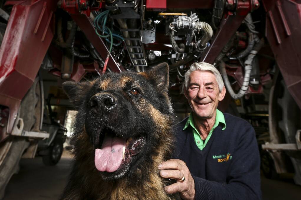 ANIMAL INSTINCT: Mark's Spray Barn former manager Ken Lacey, with the workplace's German Shepherd guard dog Mace, had a love for animals. "He had a knack for knowing the bush and a knack for knowing dogs."