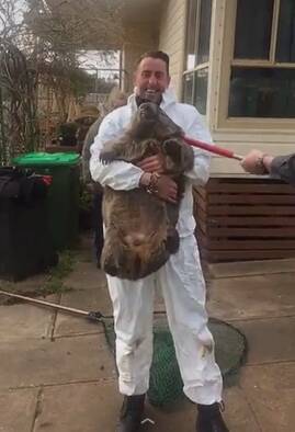WAYWARD WOMBAT: Albury City ranger Glen Hempel removes Digger the Wombat from a home in Lavington on Wednesday morning. Picture: ALBURY COUNCIL

