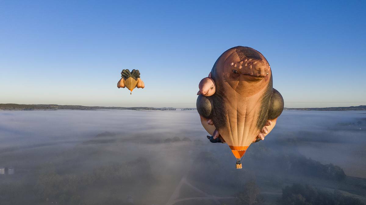 FLYING HIGH: Skywhalepapa and the rest of the Skywhale family will be in Lavington on Saturday morning. Picture: NATIONAL GALLERY OF AUSTRALIA
