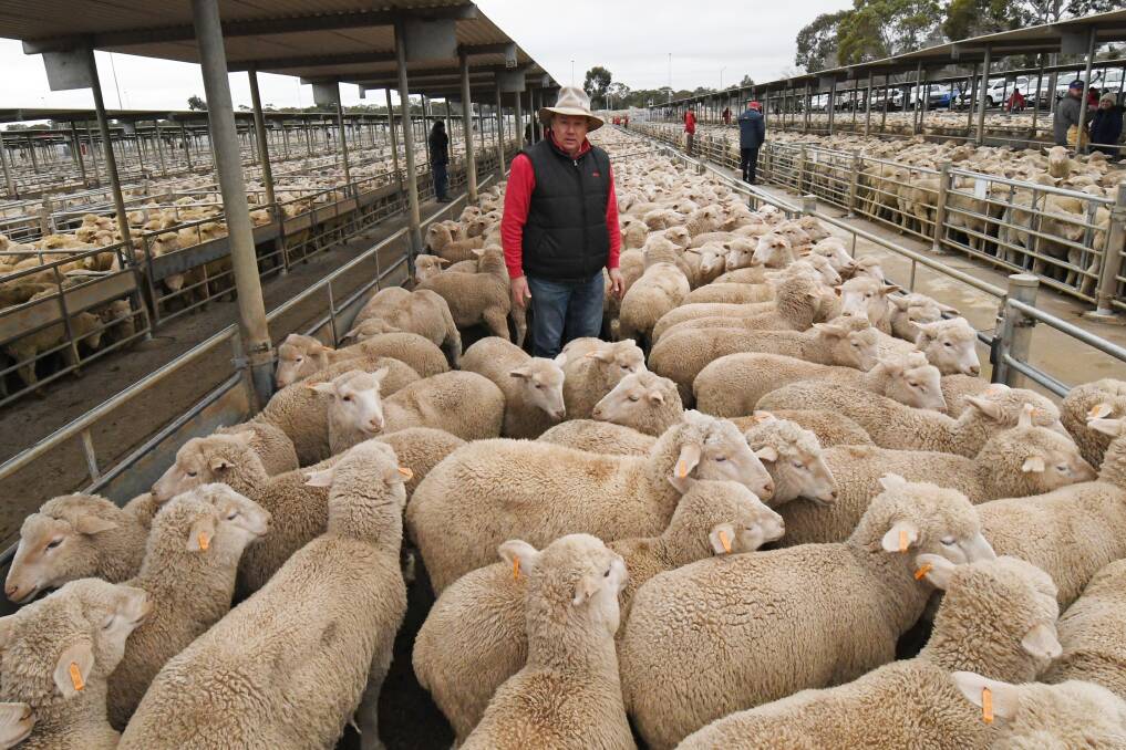 GREENER PASTURES: About 17,000 lambs, of the 40,000 yarding at Bendigo on Monday were from Deniliquin and other Riverina regions, and sold from $19 – $126.