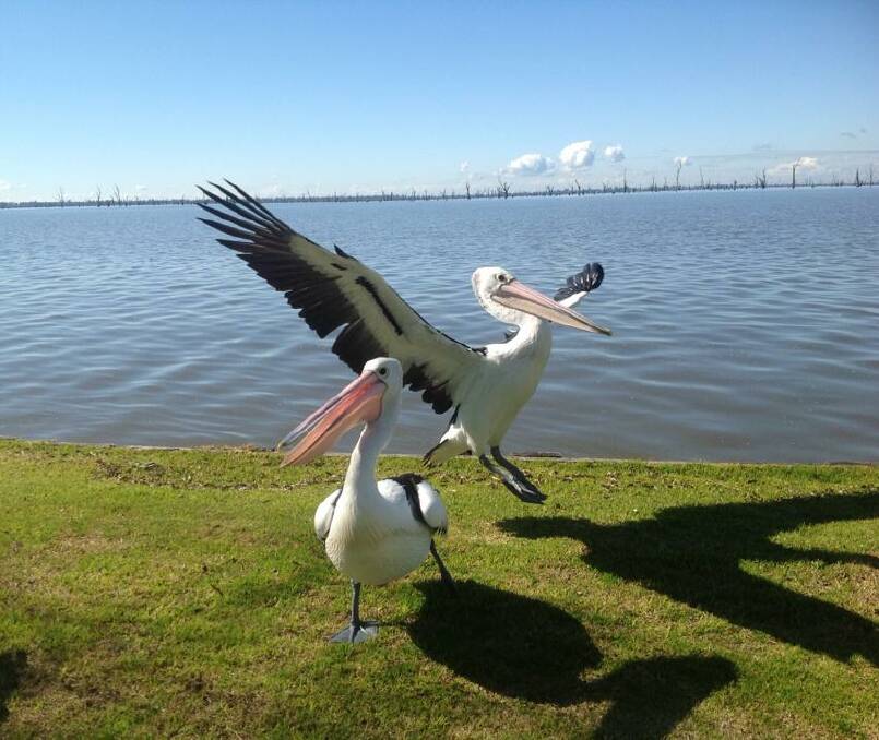 Terri Johnstone sent us this great snap of just a couple of 'mates' hanging out. We've always loved pelicans. Thanks Terri!
