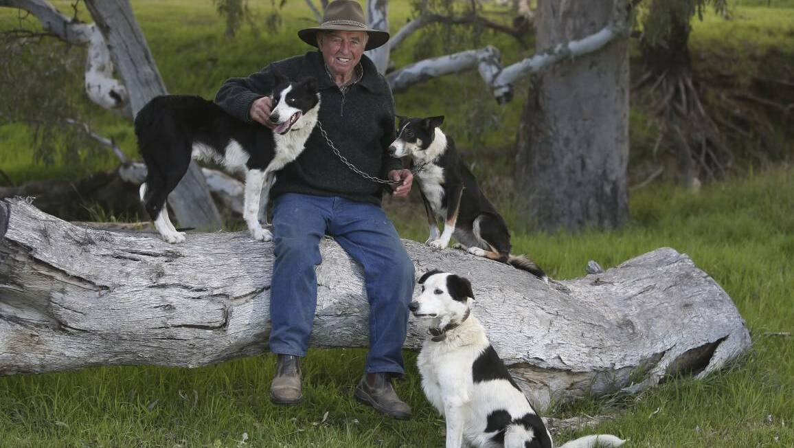 KEEPING UP: At 81, Laurie Slater still trains his team of pooches who took out three awards in the sheep dog trials at Henty. Picture: ELENOR TEDENBORG