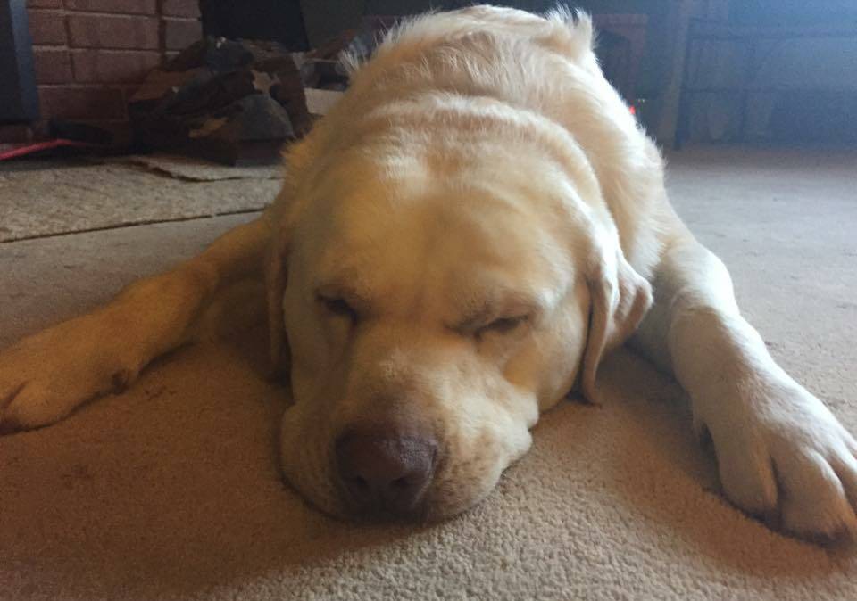 Meet Barney! He's a 4.5 year-old golden Labrador that loves pats and LOVES going for walks. 