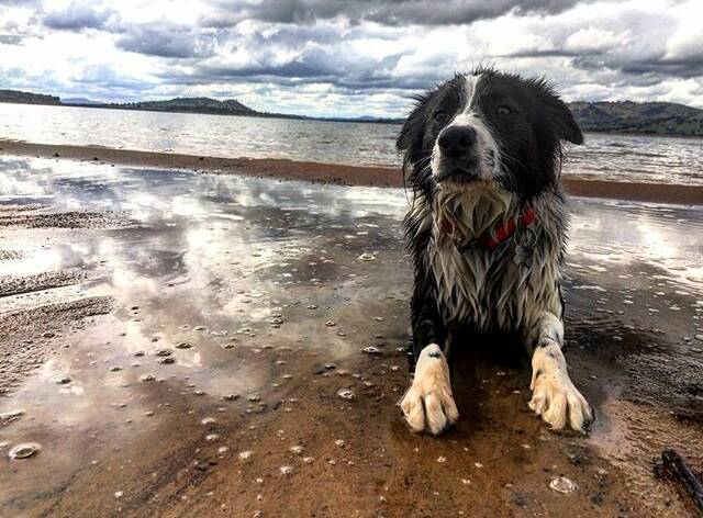 CUTE: Buckles is said to have his enjoyed his swim at Luke Hume, according to @jess_fleming on Instagram. 