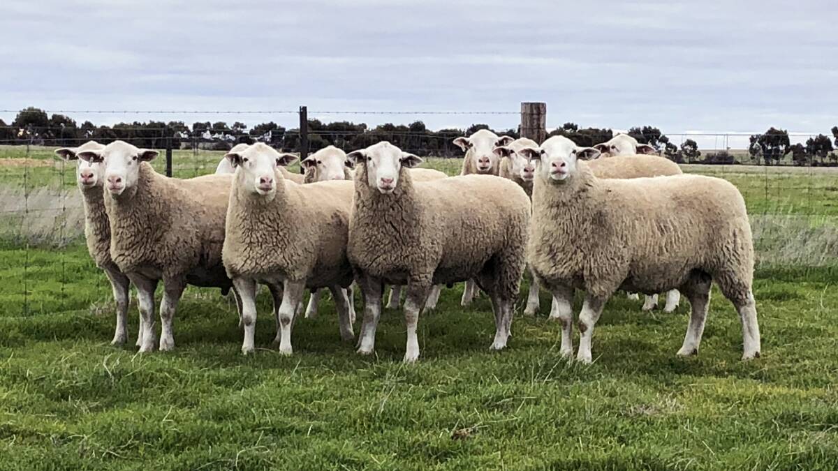A small sample of the outstanding rams on offer this year at the Detpa Grove sale in October, demonstrating exceptional quality, performance and breed type. 