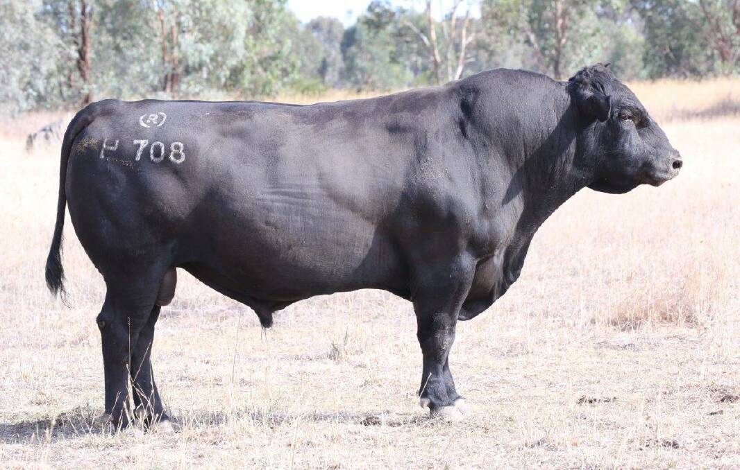 Rennylea H708 is described as a gamechanger by the Corrigans at Rennylea. A feature sire in the catalogue, he will have seven sons in the August 30 sale.