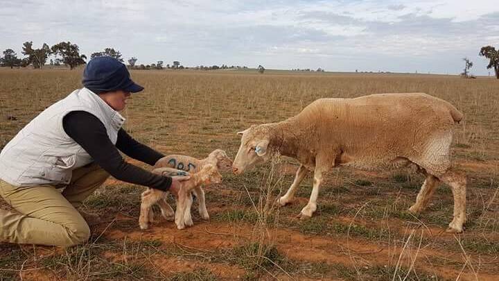 HANDS ON: Aleoburn stud principals are on patrol every day when lambing season starts to catch, tag and record birth details of every lamb born.