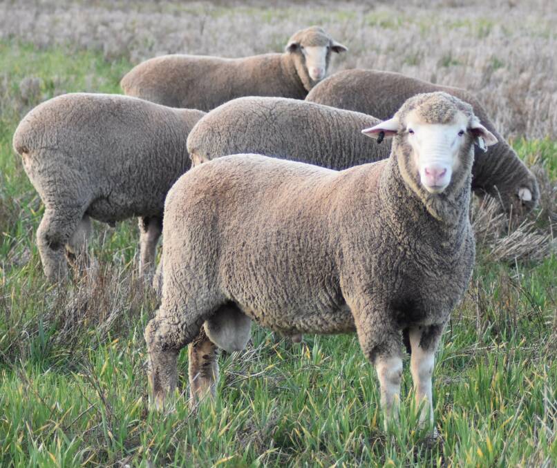 GET INFORMED: Trigger Vale will host an information day with guest speakers providing information to help improve business for sheep producers.
