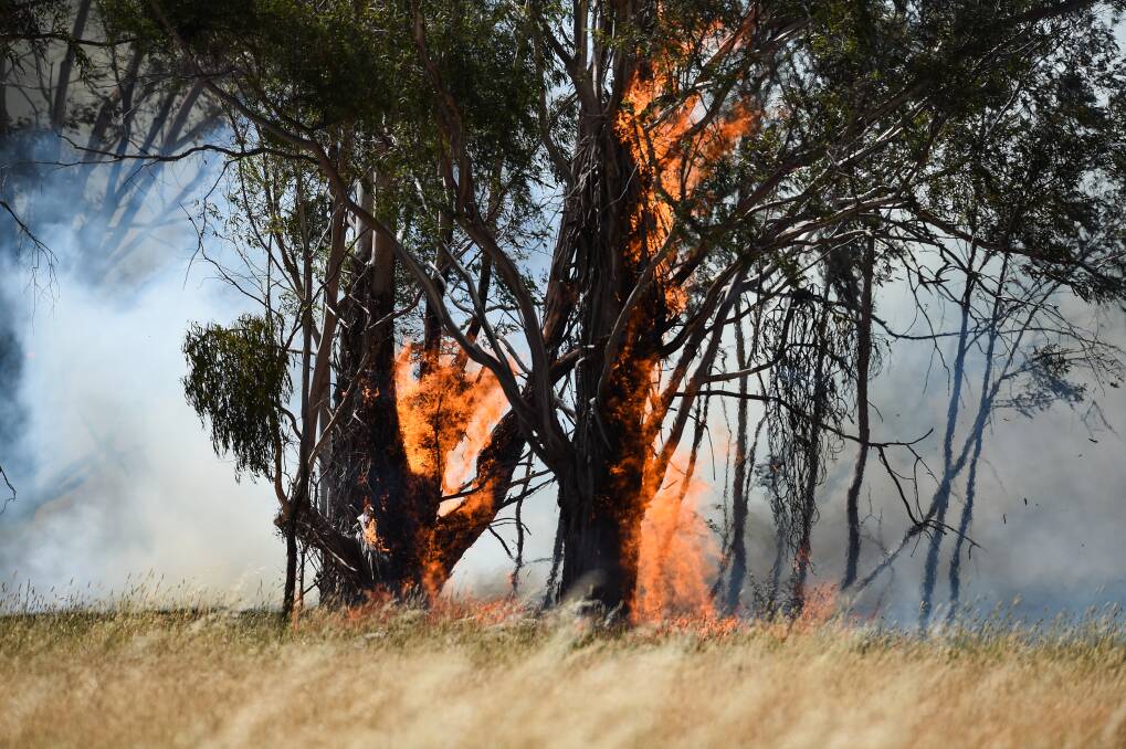 PROBLEM OF TREES BURNING: The need to control roadside vegetation will be looked at during the Wangaratta Council meeting this week.