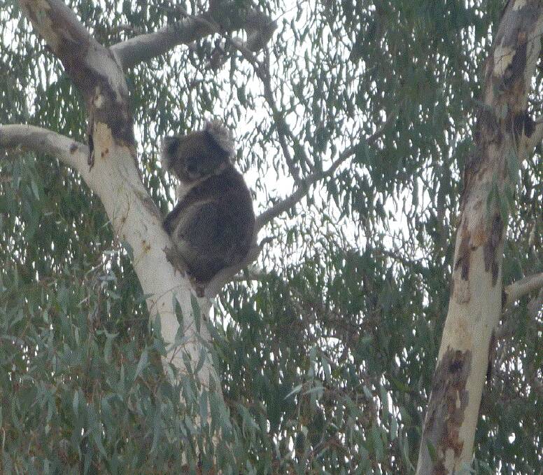 AN UNUSUAL SIGHT: The koala spotted in gum trees in Thurgoona over the weekend has appeared happy and healthy when WIRES members have checked on the animal. Picture: CAMERON BUTCHER