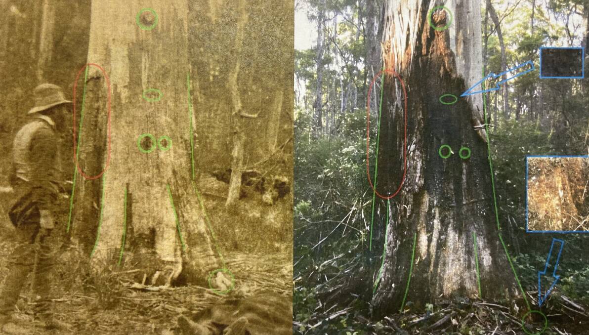PHOTO EVIDENCE: Researchers say the photo on the left taken in 1878 after Sergeant Michael Kennedy's death is the same as the tree recently photographed on the right.