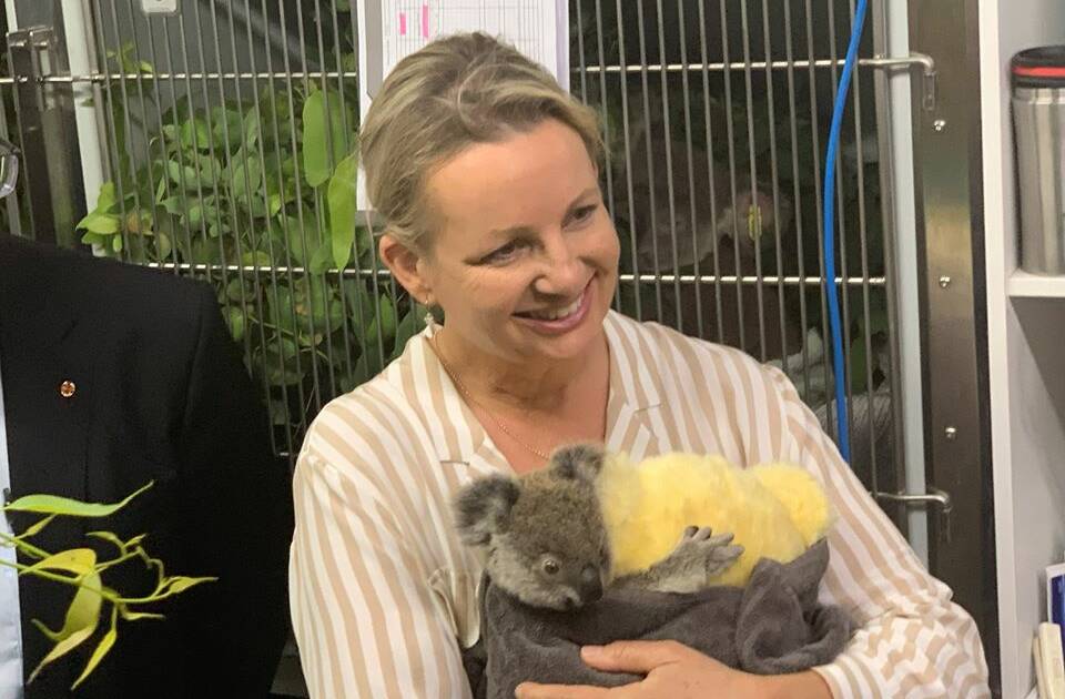NEW FURRY FRIENDS: Sussan Ley looking out for koalas in her role as Environment Minister, which had added importance after the bushfires.