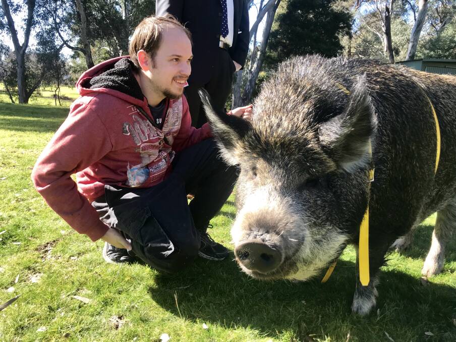 TIME FOR WALKIES: Matthew Evans and Grunt the pig enjoyed getting back to their routine of a rail walk in Wangaratta streets yesterday. Picture: SHANA MORGAN