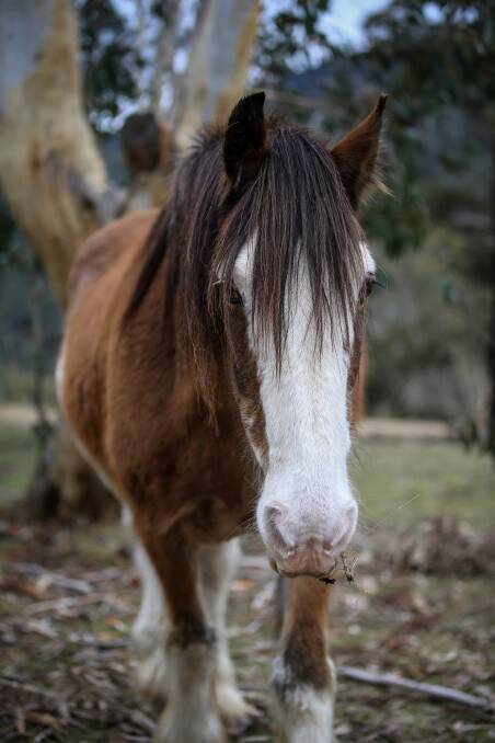 Sampson the pack horse is used to help carry items on the 400-hectare Mittagundi farm property, but is happy to spend the rest of his days grazing.