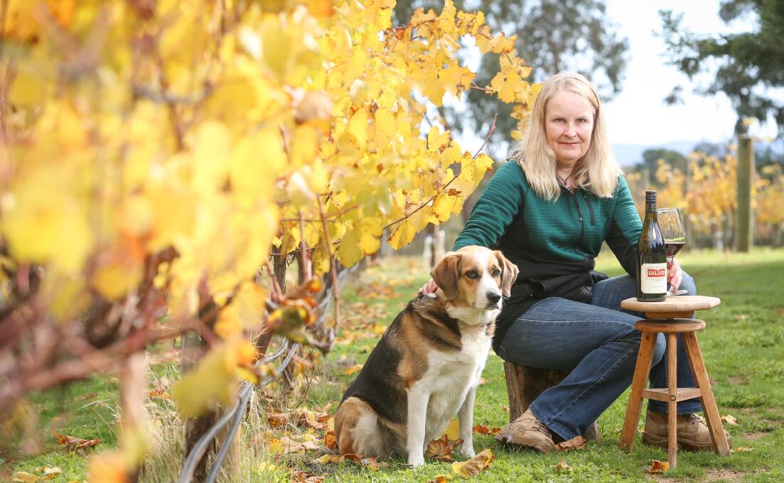 A GLASS AMONG THE VINES: Haldon Estate Wines owner Tracey Richards and her dog Dusty. Picture: JAMES WILTSHIRE