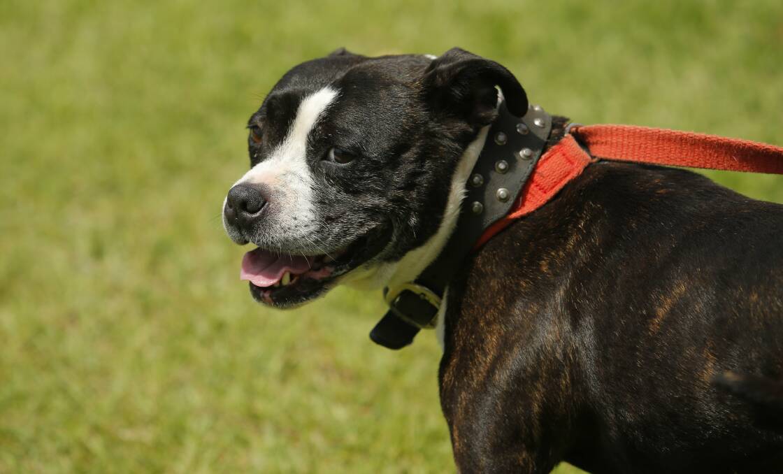 FILE PHOTO: A Staffordshire bull terrier