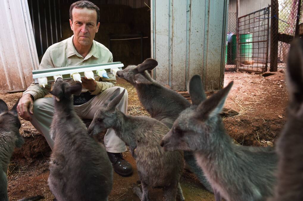 PROTECT 'ICONIC' ANIMALS: Chris Lehmann feeding one-year-old kangaroos at Kangaloola Wildlife Shelter this week. He is worried the pet food trial could be extended into more Victorian council areas. Picture: MARK JESSER
