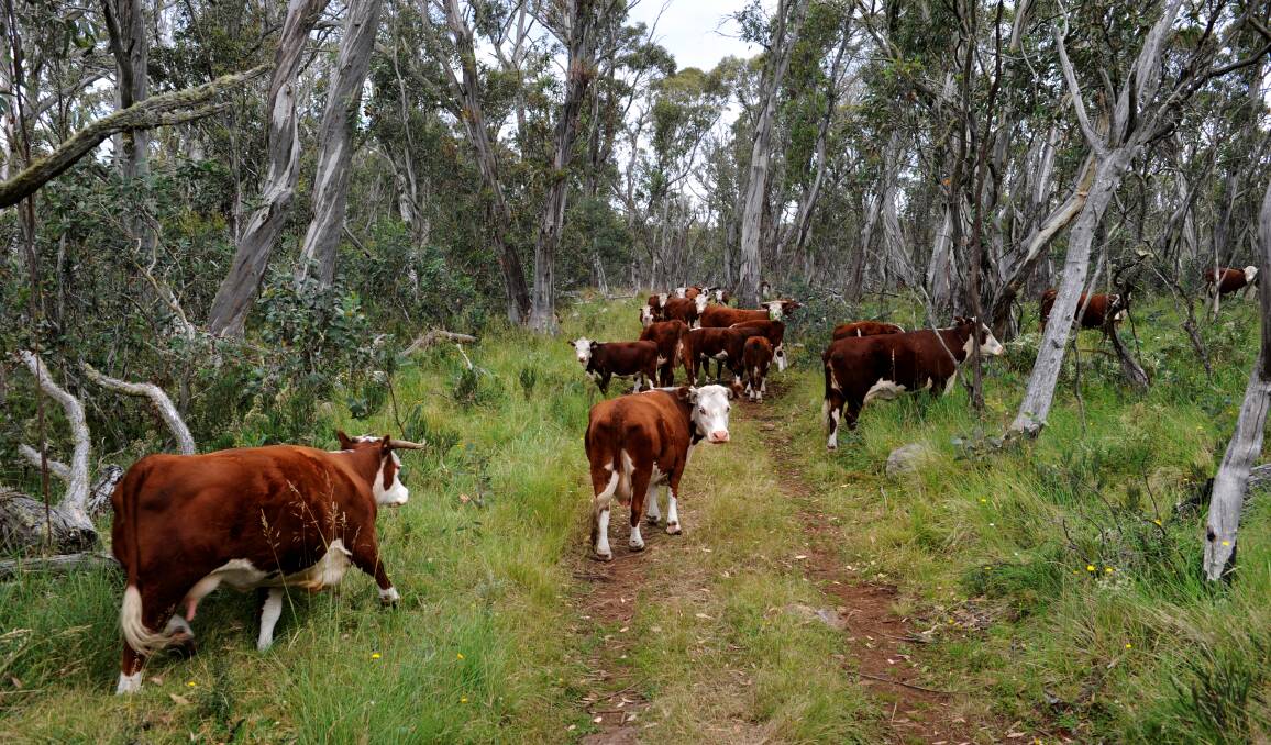 BANNED: The debate over allowing cattle to graze in the Alpine National Park has been running for more than a decade.