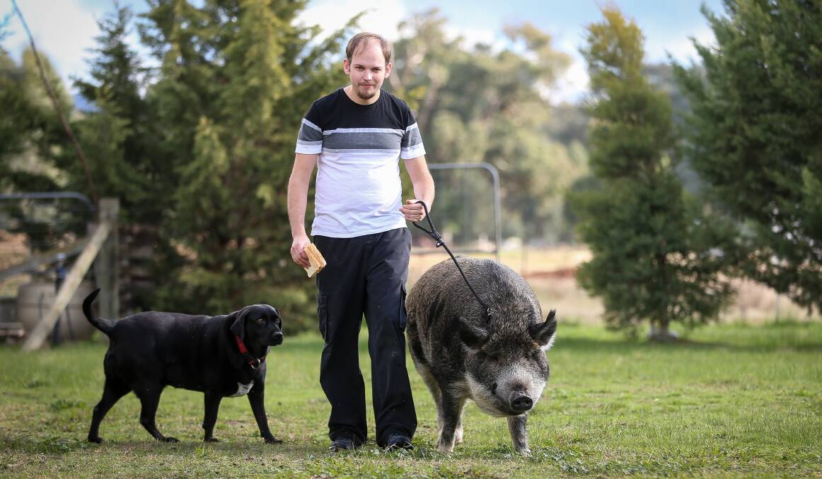POPULAR PIG: People are upset with the decision to stop Matthew Evans, pictured with Spock the dog and Grunt, walking the pig in Wangaratta. Picture: JAMES WILTSHIRE