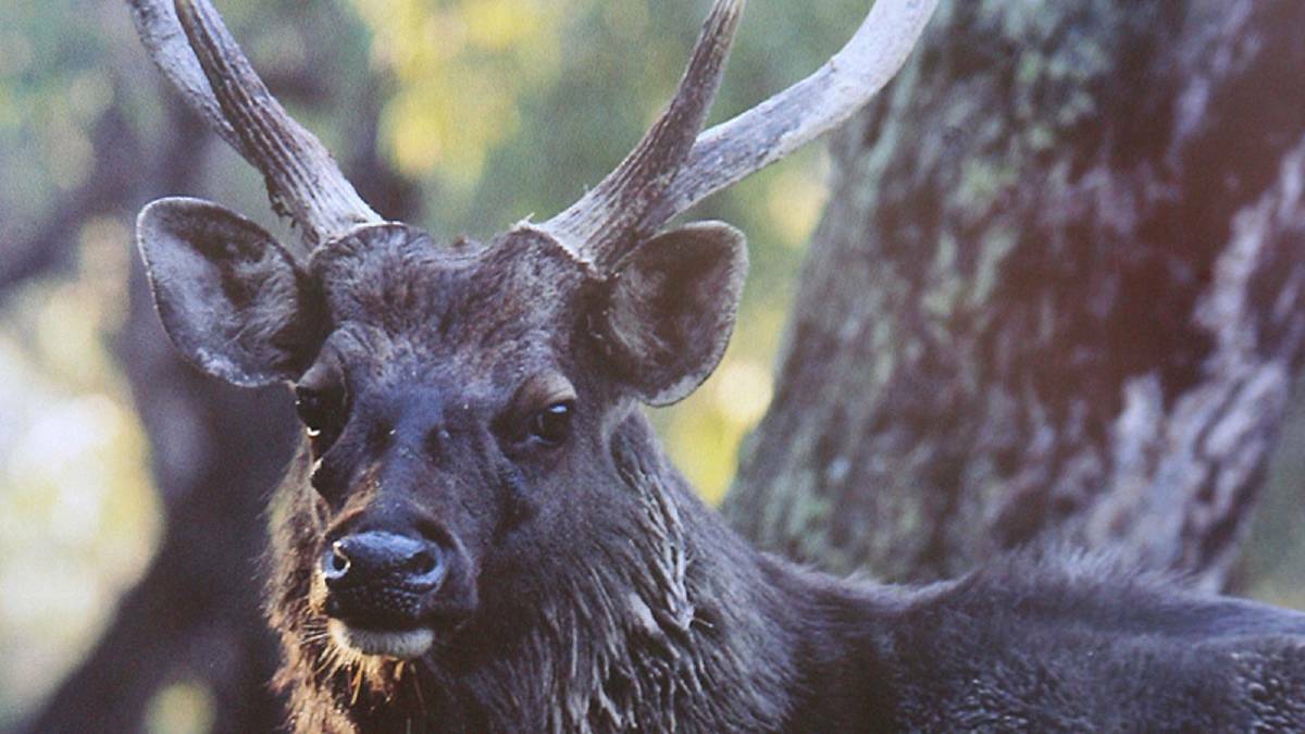 Deer fear: Illegal deer hunters likened to 'armed home invaders'