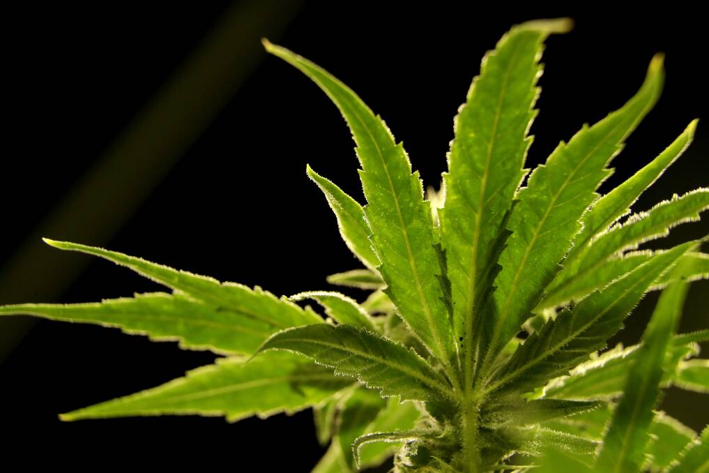 Farmer's attempt at growing cannabis too 'pathetic' to be sent to jail