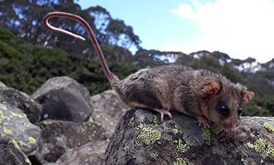 ENDANGERED: The Mountain Pygmy-possum is found near snowfields.