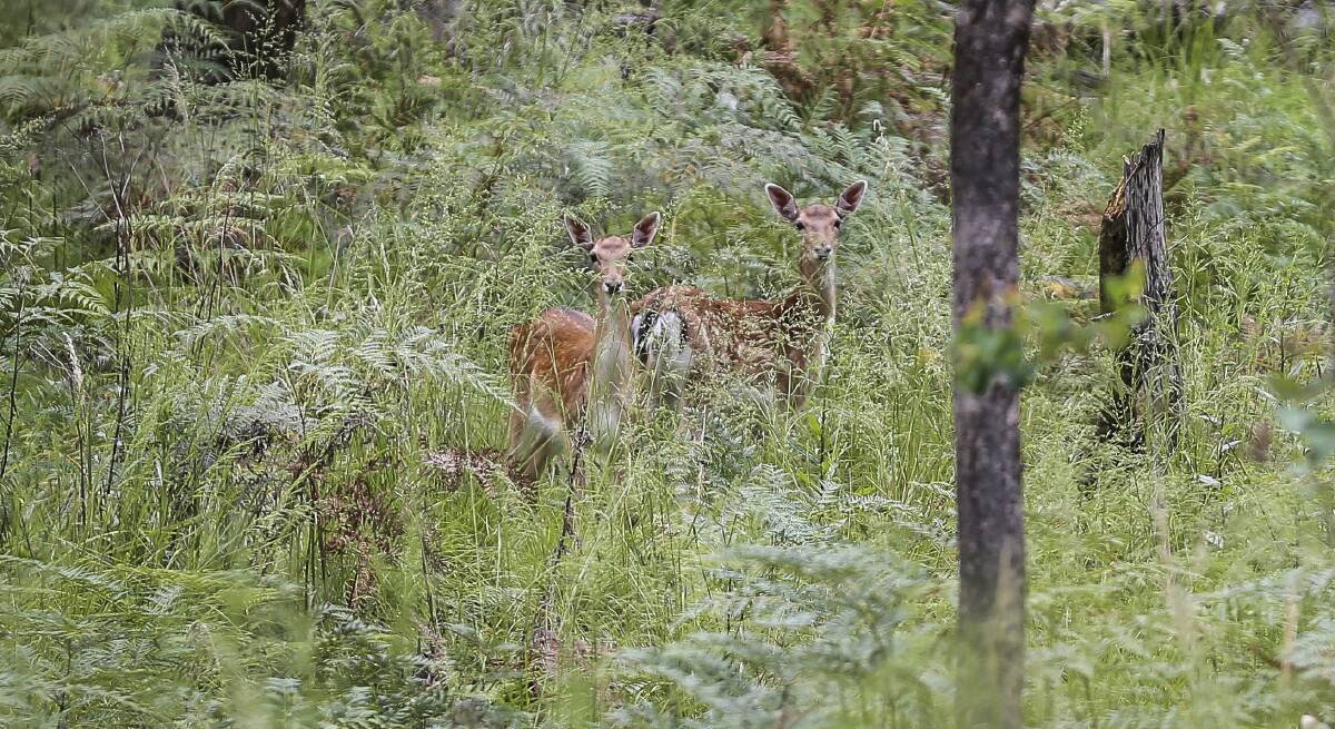 TROUBLE: Fences are being cut and trespassers are entering private properties in order for deer to be hunted illegally, Towong Council said in a recent report.