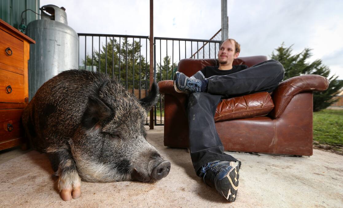 Owner defends his 'beloved' pig Grunt, as supports floods in