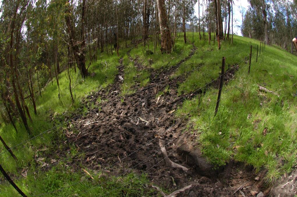 DAMAGE: Evidence of damage to private land by deer, which are moving around bushland in high numbers across the North East. Pictures: PARKS VICTORIA