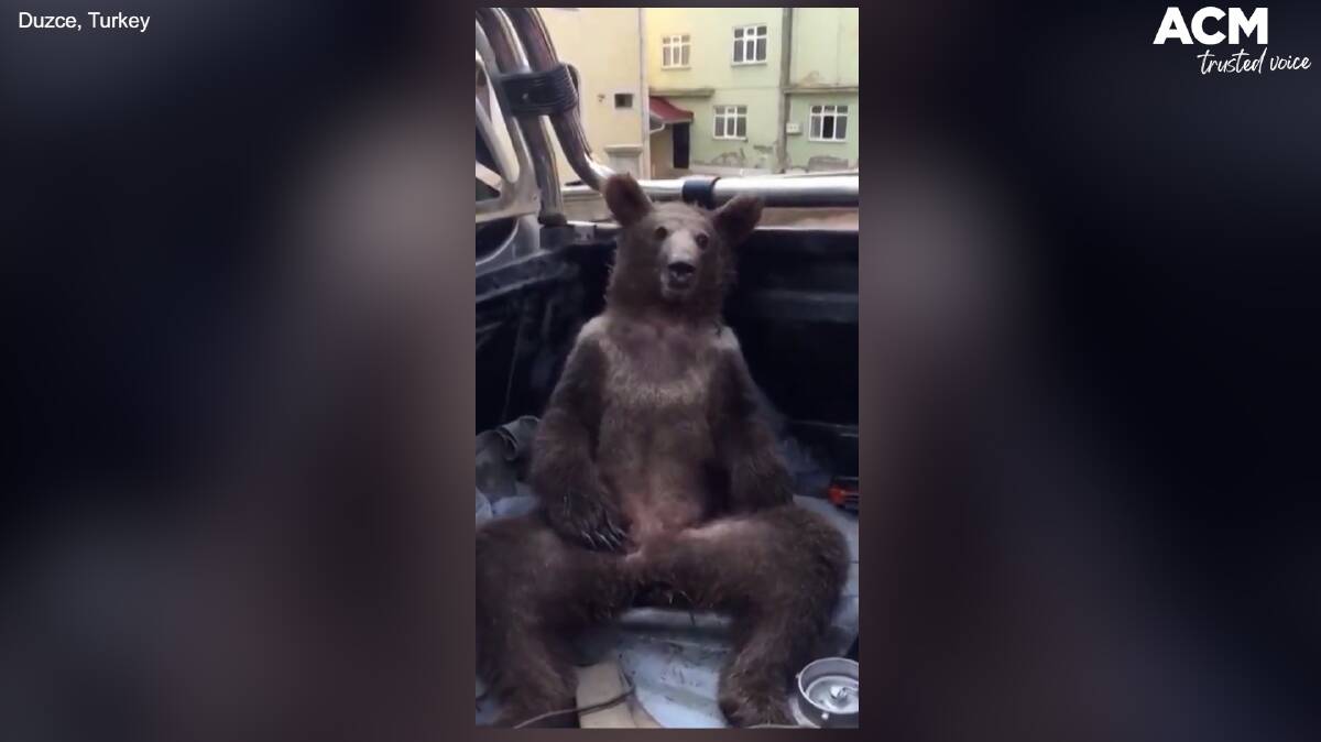 HALLUCINATING: The female juvenile bear was found to be under the influence of a psychotropic honey. Picture: supplied