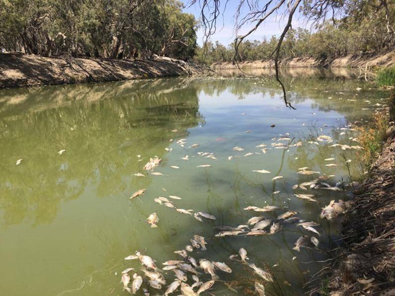 A summer plagued by dead fish through the Menindee Lakes region of the Murray Darling Basin has lead a coalition of farmers to call for a state of emergency.