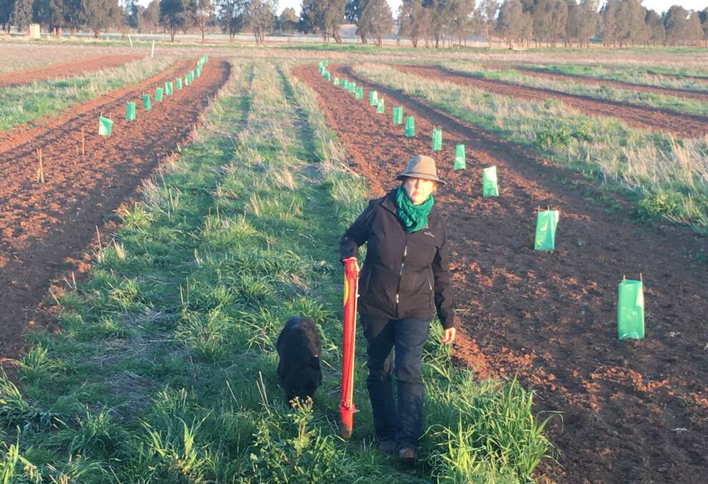 PROTEST PLANTS: Gemma Meier has planted 1000 trees across her Grong Grong property. One for each of the protesters at last year's climate change strike. Picture: Supplied