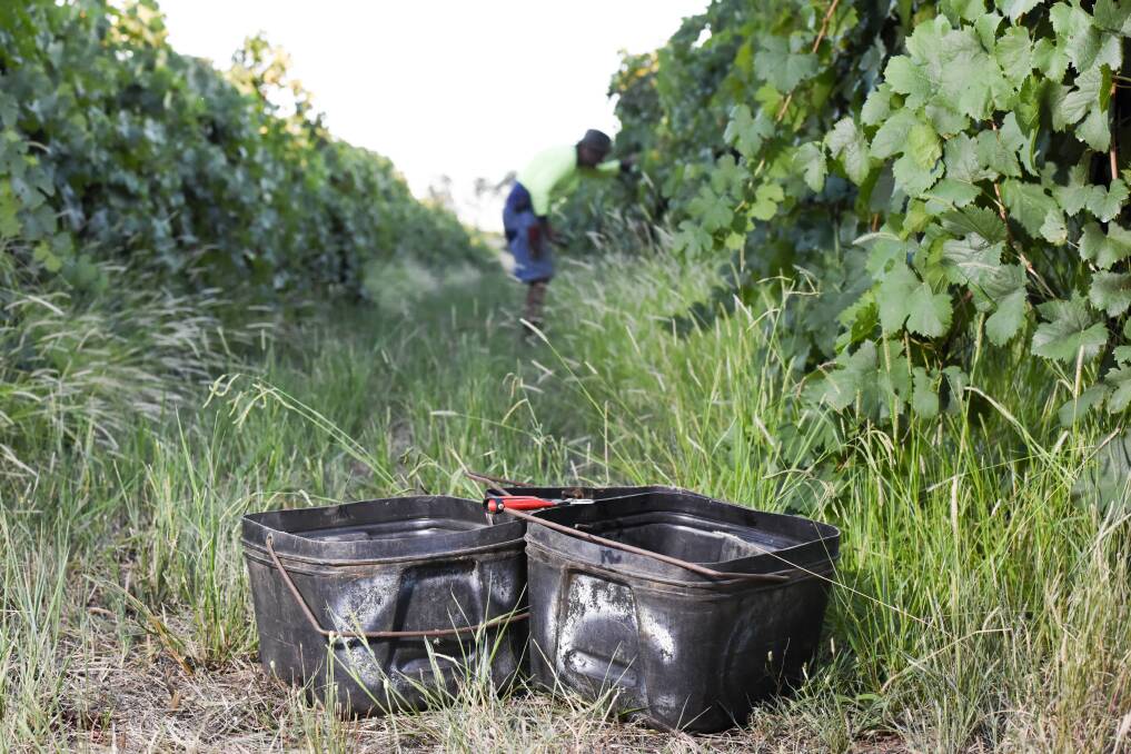 READY FOR VINTAGE: Damien Cofield and his team are preparing for harvest at Cofield Wines. Pictures: SIMON BAYLISS