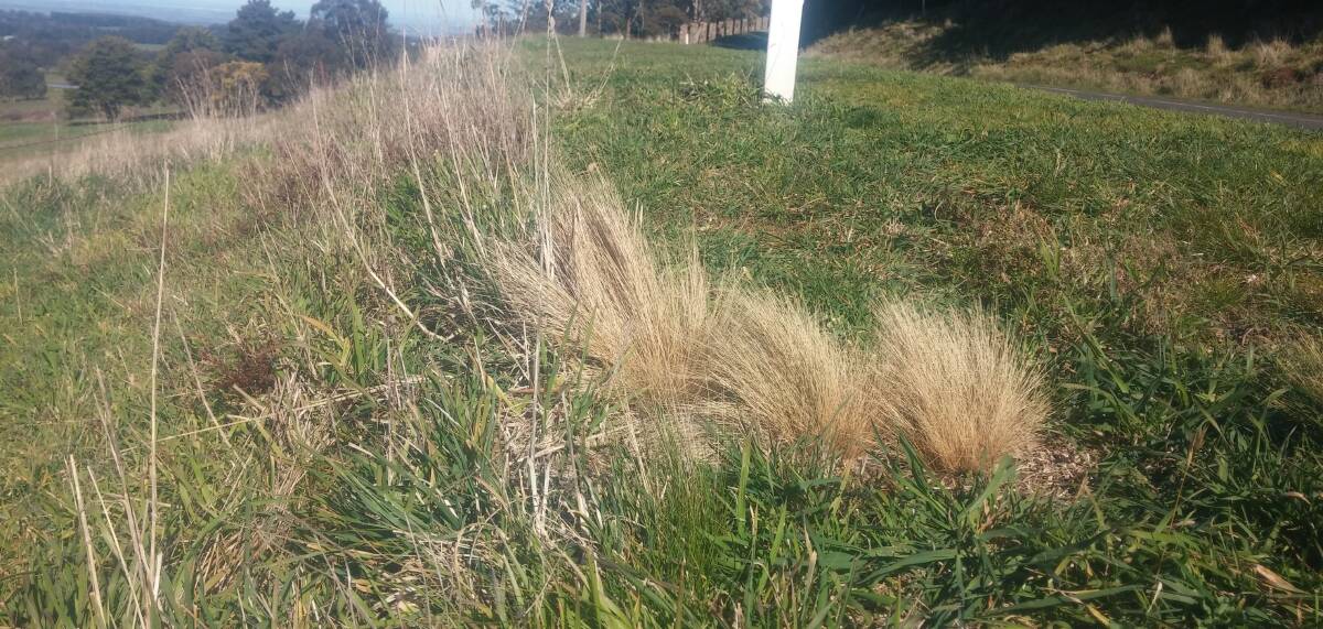 Conditions ideal for serrated tussock growth