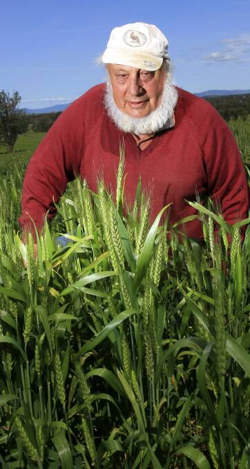 PICK OF THE CROP: Popular Gerogery farmer Evan Moll looks over a wheat crop at family property Elderslie in 2005. The innovative farmer died on Monday.