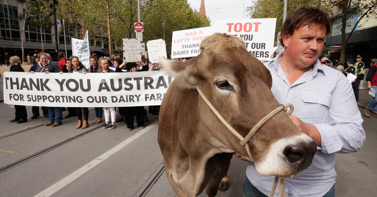 SWISS MISS: Dingee dairy farmer Ben Govett leads Sary, a brown Swiss cow, along Swanston Street at the front of a rally in Melbourne. Picture: GETTY IMAGES