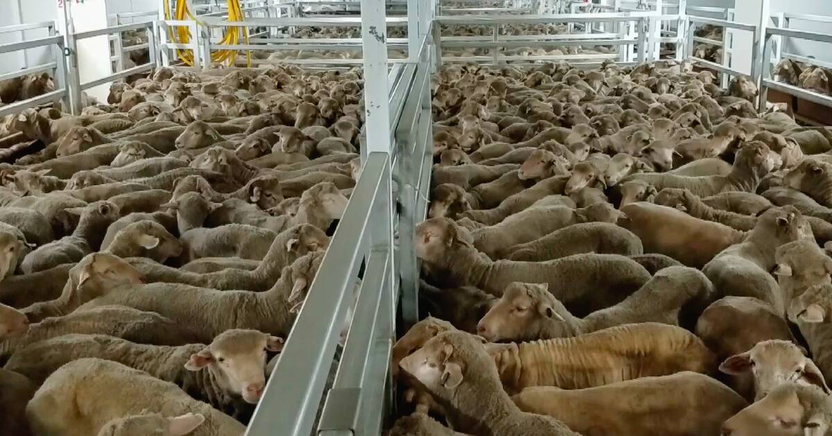 EPIC FAILURE: Images of Australian sheep bound for the Middle East packed in tightly, struggling for air, and unable to access food or water. Picture: ANIMALS AUSTRALIA