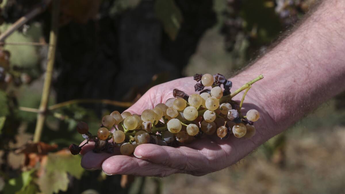 WINE DOWN: Warm days and cool nights have been ideal finishing weather for North East wine grape growers, especially for late ripening varieties such as Muscadelle.