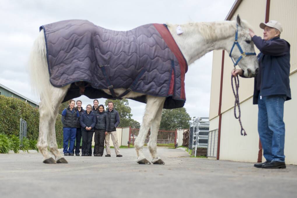 ON THE MEND: Graham Salisbury and Subzero with staff from the Bendigo Equine Hospital, who have been treating the Melbourne Cup winner for nearly a fortnight.