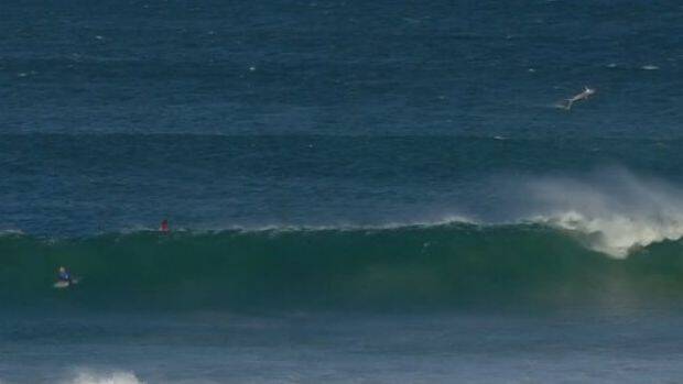A shark, top right, breached during competition at J-Bay. Photo: World Surf League
