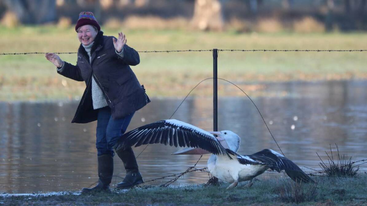 Killeen and the pelican were eventually all smiles after the bird was freed from the fence.