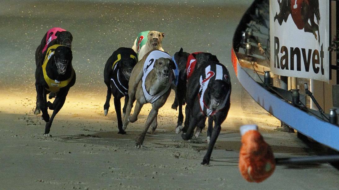  Dapto Dogs in action. Picture: Andy Zakeli
