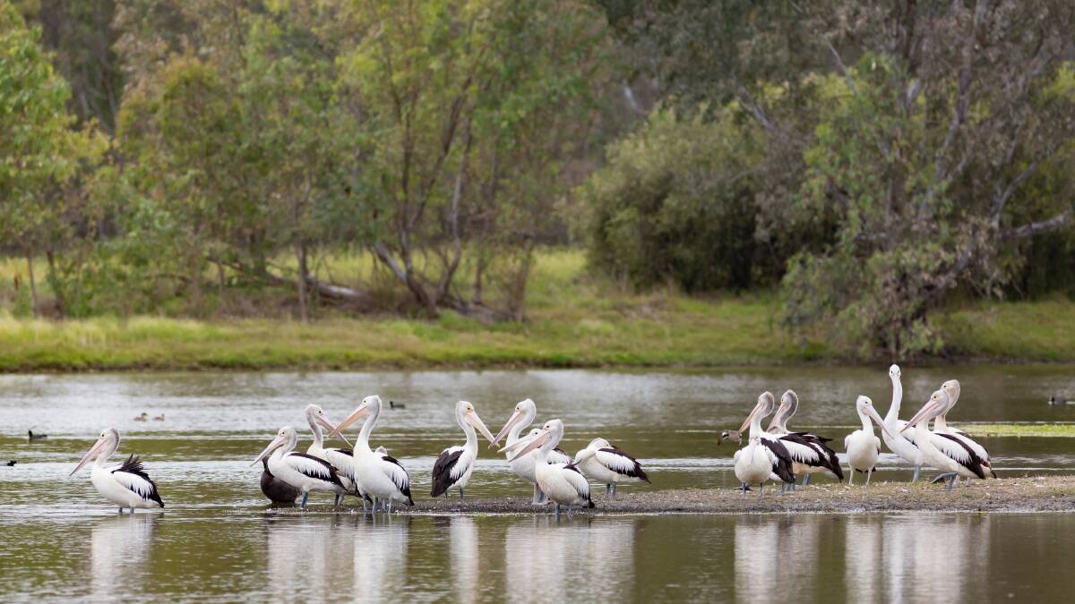 Annual twitterings: Our annual display of cheerful and cheeky birds at the Wonga Wetlands says Spring like nothing else. A leisurely meander with the family is in order.