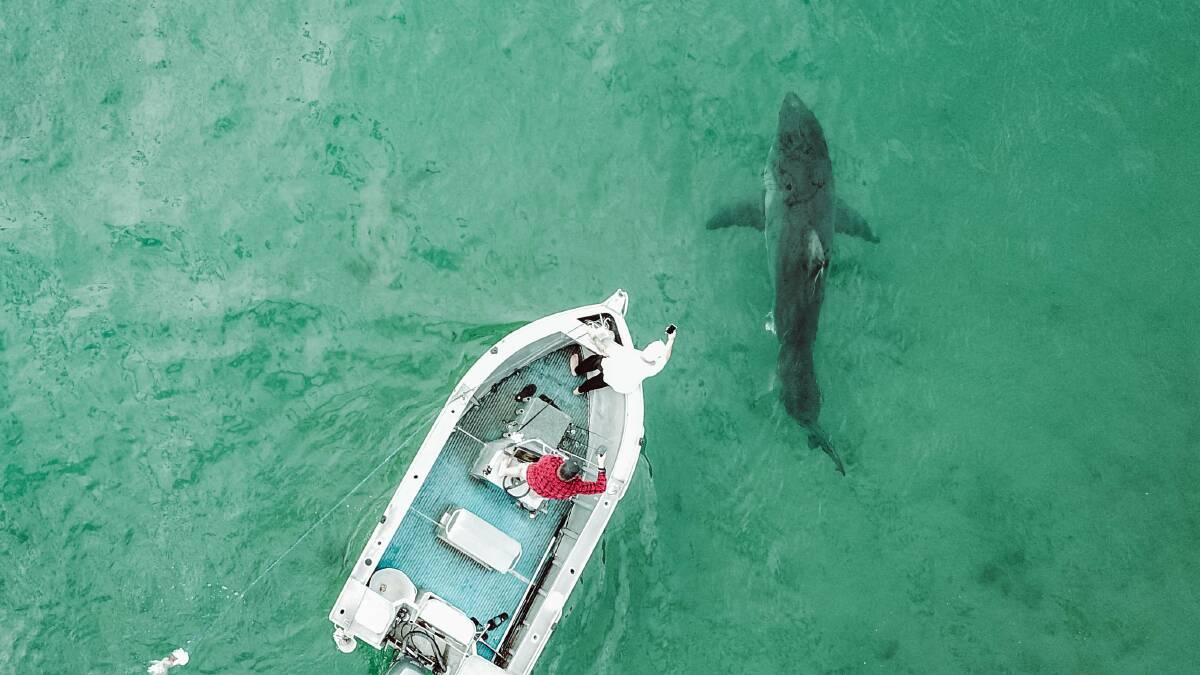 'Bigger than the boat': A huge shark swims around a boat off Bulli Beach. Picture: Georiga Matts.