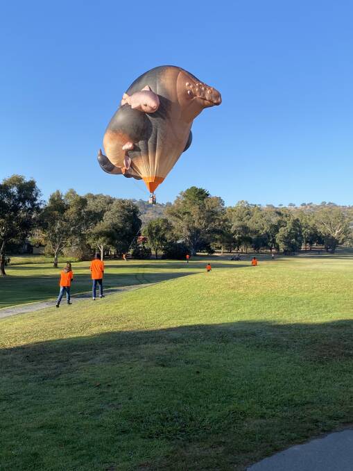 SURPRISE: Golfers in Wodonga were treated to two special guests on Saturday morning, with the visiting Skywhales landing on the course after making the journey over from Lavington.