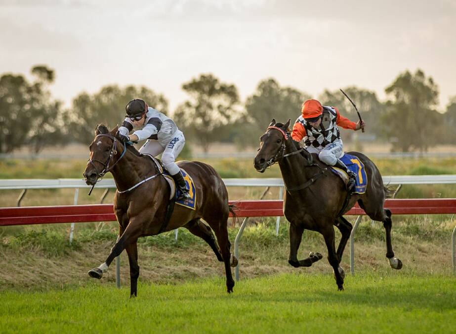 FULL OF CHARACTER: Baites is shooting for his third straight win in Dubbo’s Country Championships race day on Sunday. Trainer Frank Hayes targeted the race for the four-year-old Al Maher gelding 12 months ago.