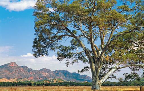 EUCALYPTUS: The gum tree is tough and suited to Australia's harsh conditions.