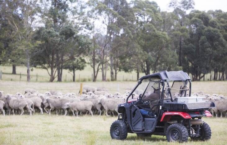 Monitoring livestock with a side-by-side vehicle.